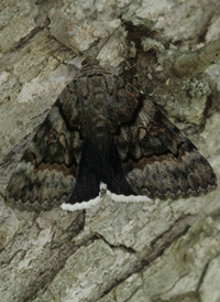 Epione Underwing